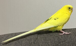 IMG_7940_コピー_コピー