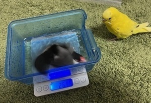IMG_1134_コピー_コピー_コピー_コピー