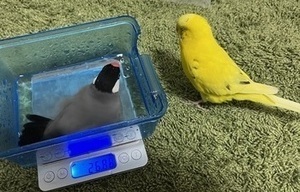 IMG_1133_コピー_コピー_コピー_コピー