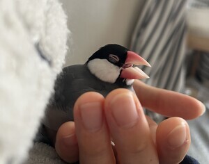 IMG_2044_コピー
