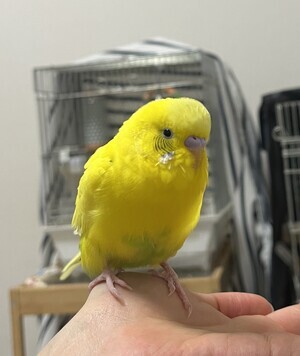 IMG_3456_コピー